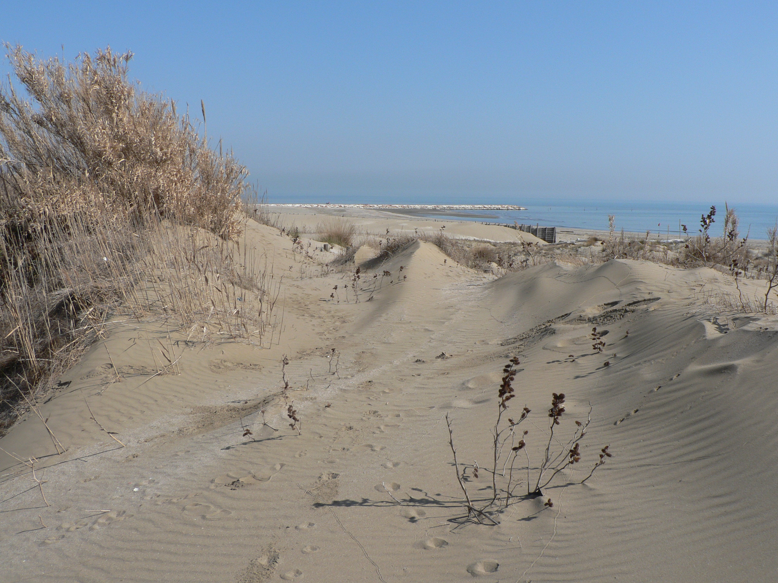 immagine dune della spiaggia Alberoni