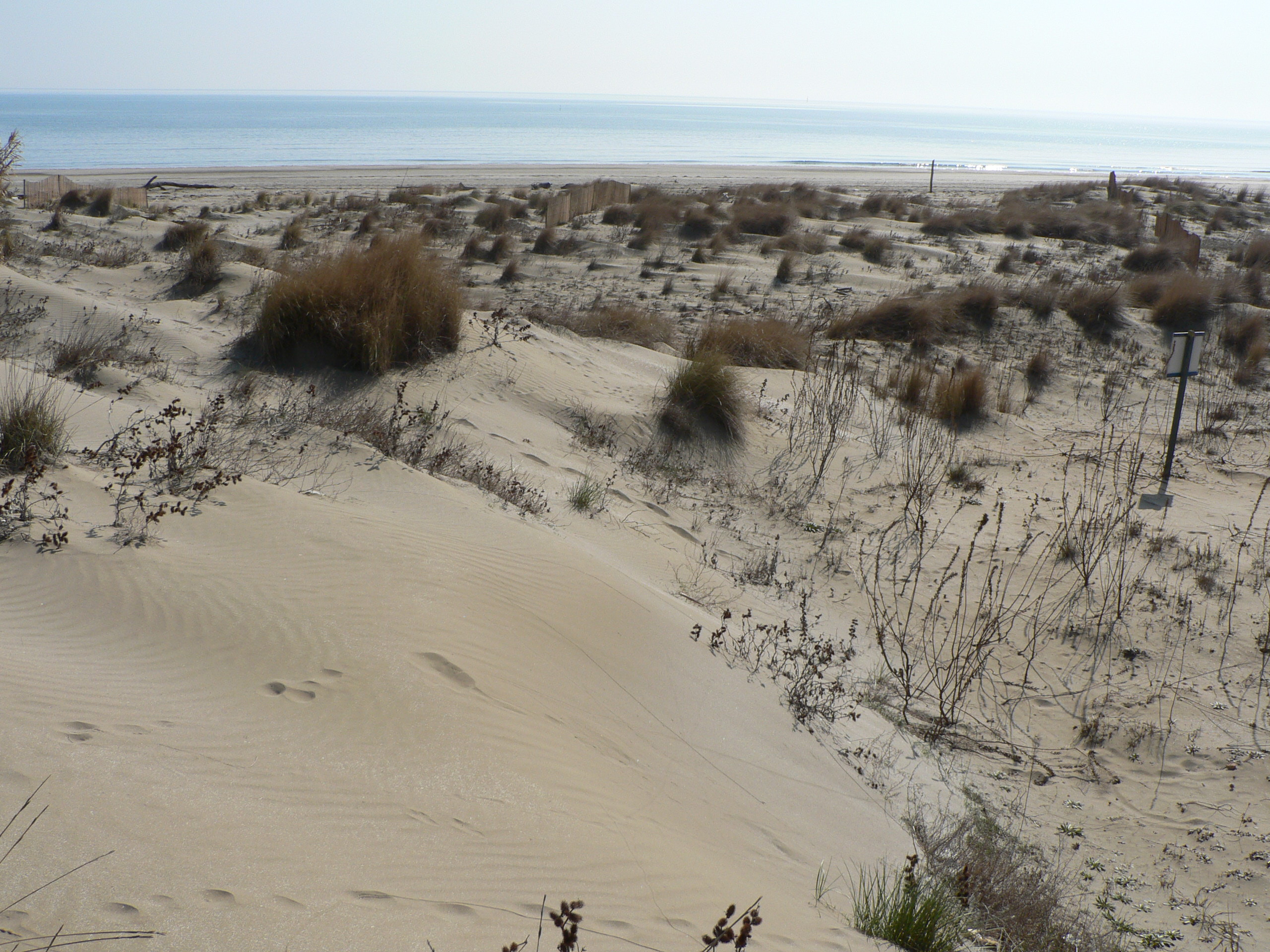 immagine delle dune Alberoni