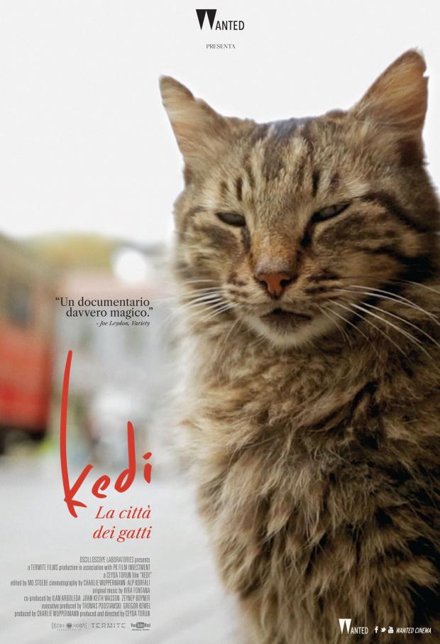 Kedi. La città dei Gatti Kedi. La città dei Gatti
