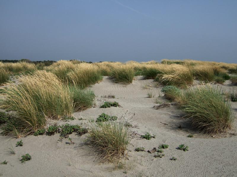 immagine delle dune agli Alberoni