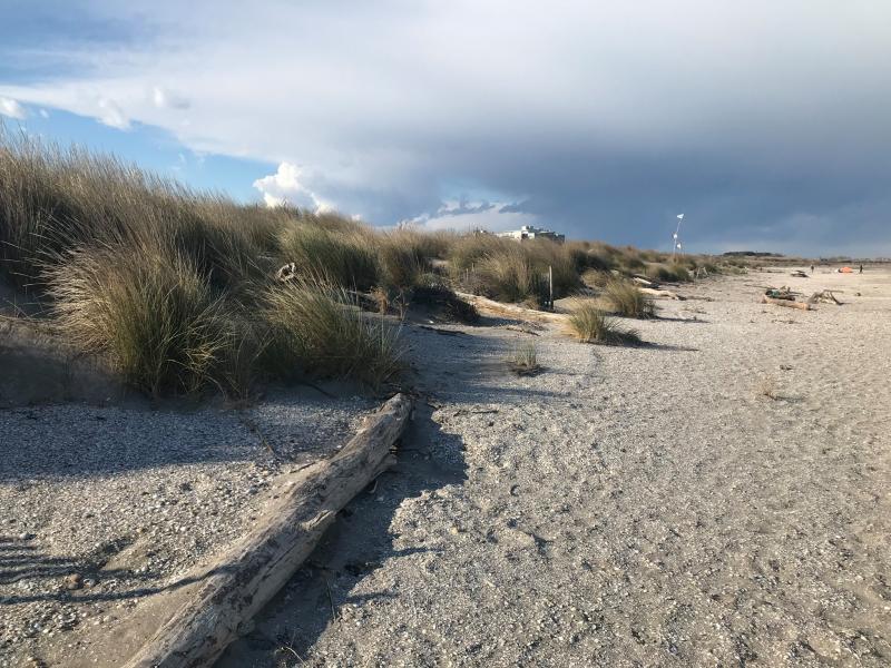 Vegetazione e sabbia delle dune di una spiaggia (quella degli Alberoni)