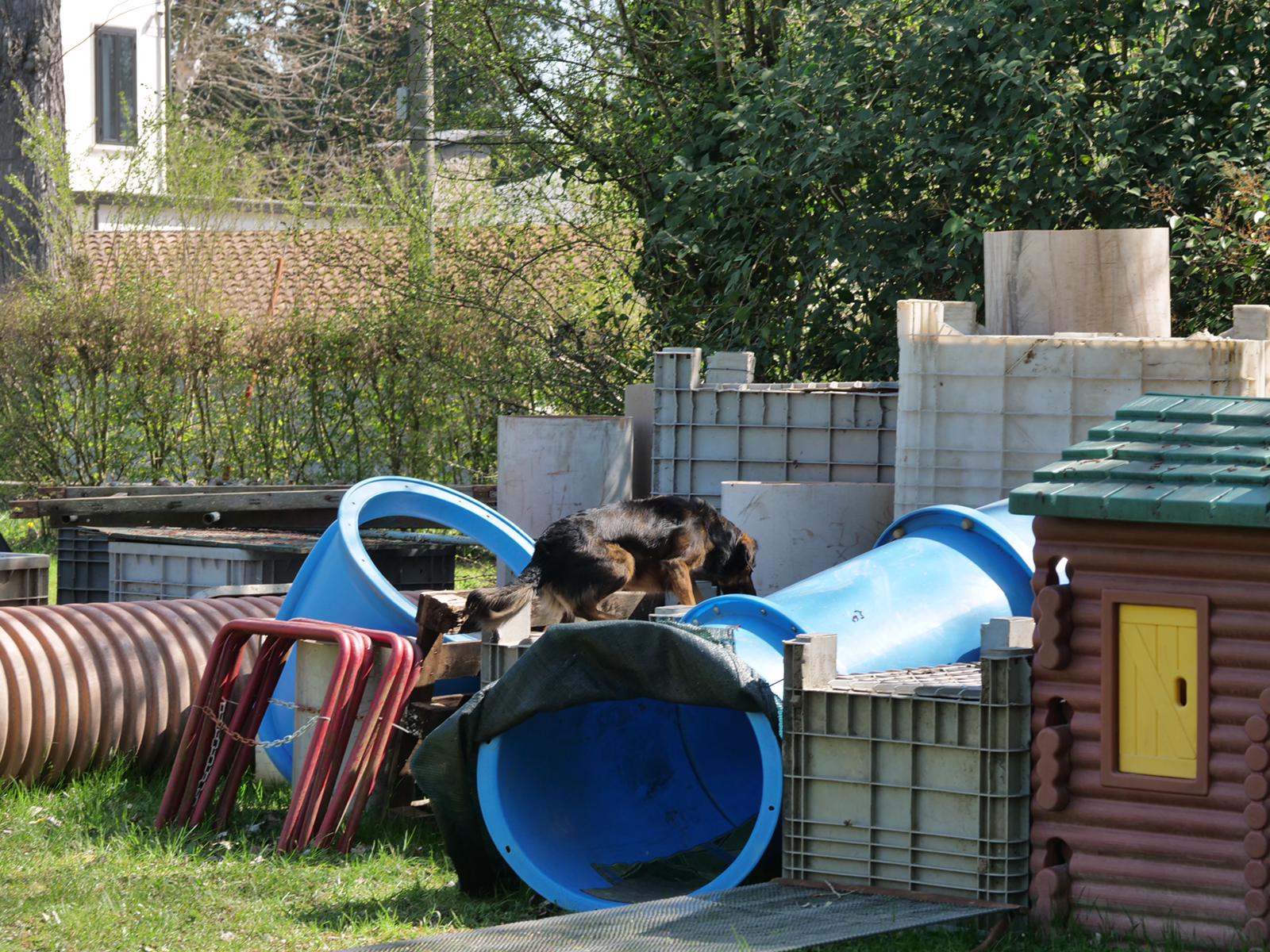 cane in attività di addestramento