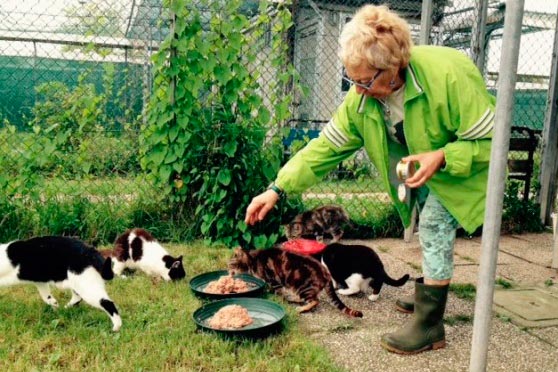 donna che dà da mangiare ai gatti