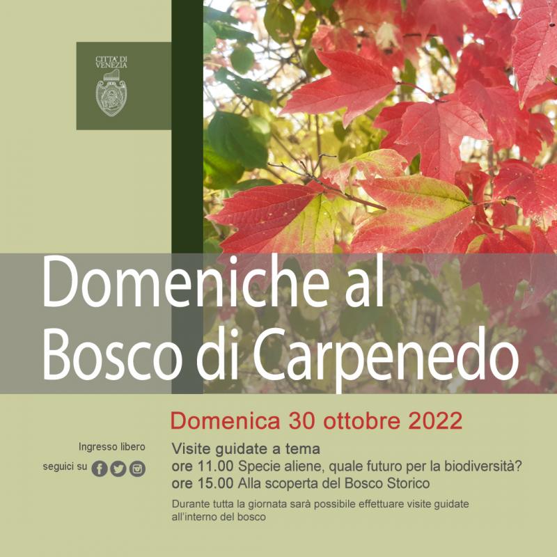 Domenica al Bosco di Carpenedo_Immagine