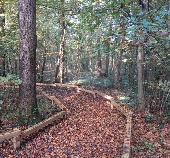 il bosco di Carpenedo