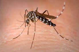 immagine di una zanzara 
