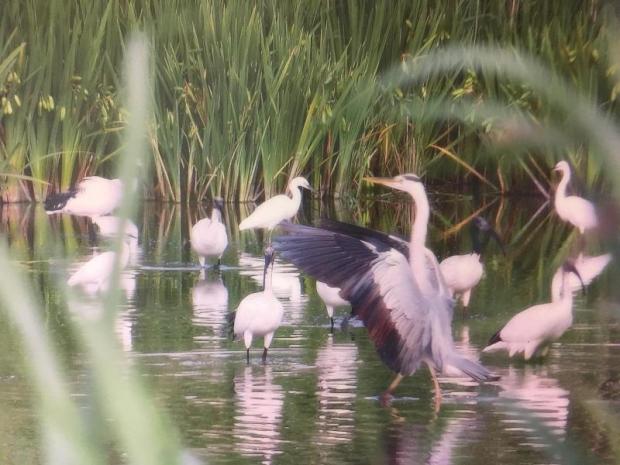 uccelli al parco San Giuliano