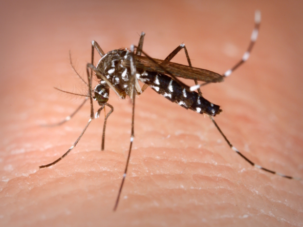 West Nile disinfestazione