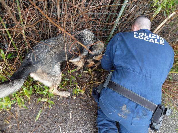 Cane antidroga e conduttore