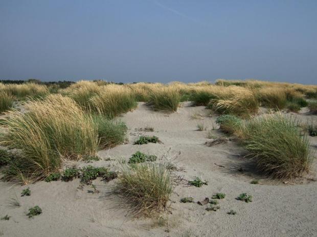 Dune agli Alberoni immagine delle dune agli Alberoni