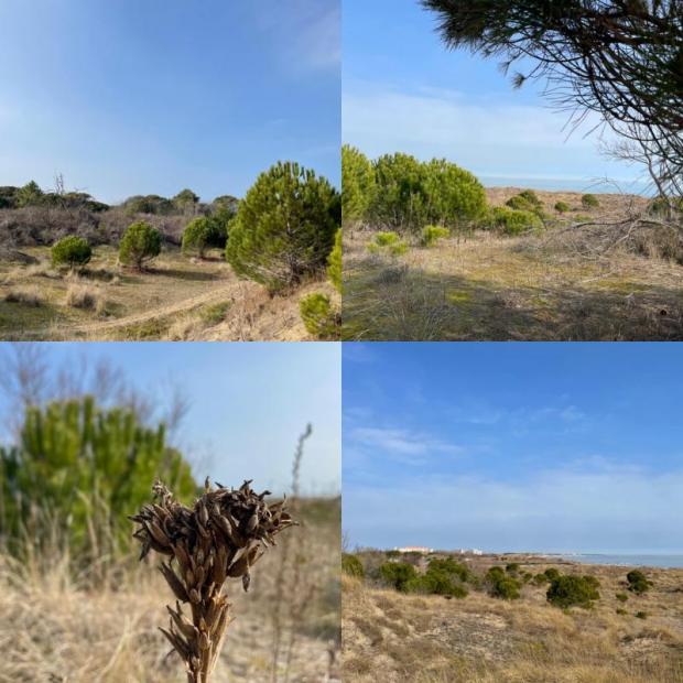 Dune Alberoni immagini delle dune Alberoni