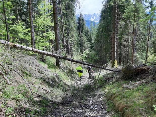 Volontario di protezione civile e albero caduto