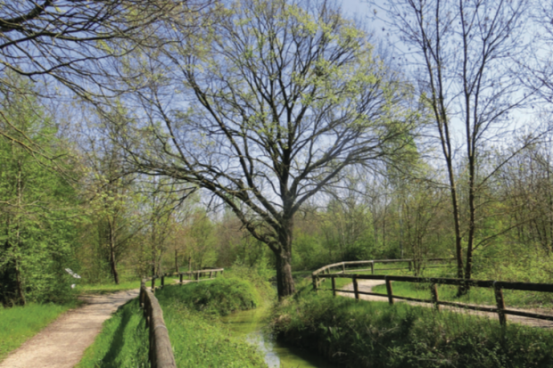 Immagine bosco di Mestre