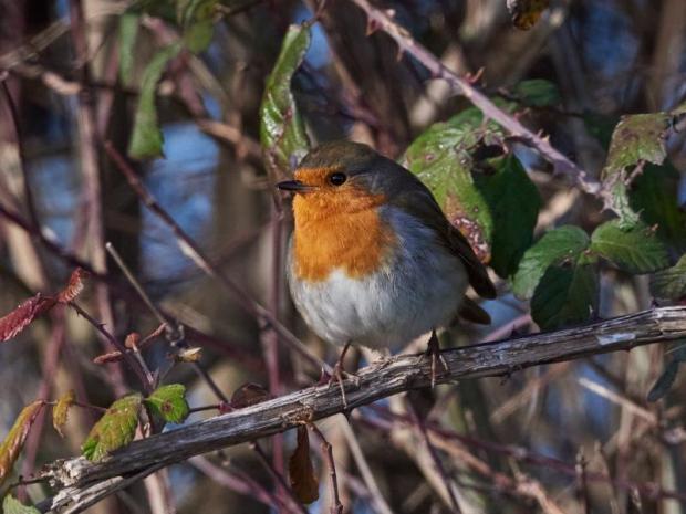 foto di Carlotta Fassina (guida naturalistica del Bosco) pettirosso
