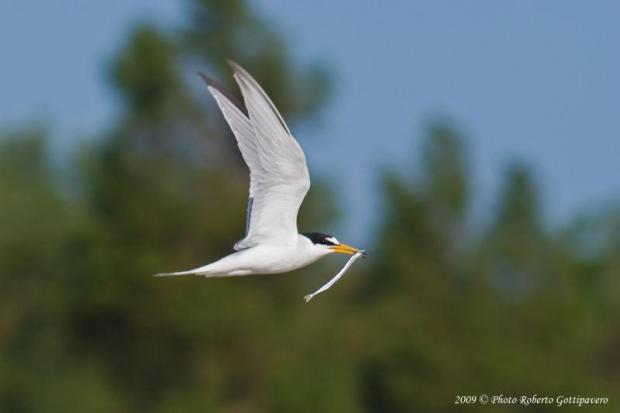 Foto uccello in volo di R. Gottipavero Foto uccello in volo di R. Gottipavero