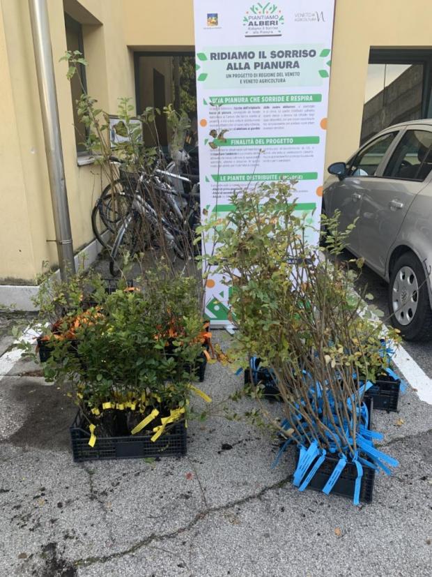 piante distribuite
