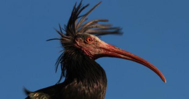 Ibis Eremita immagine Ibis
