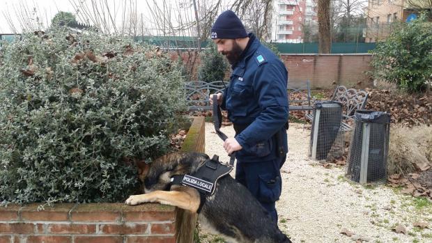 Il cane antidroga al lavoro