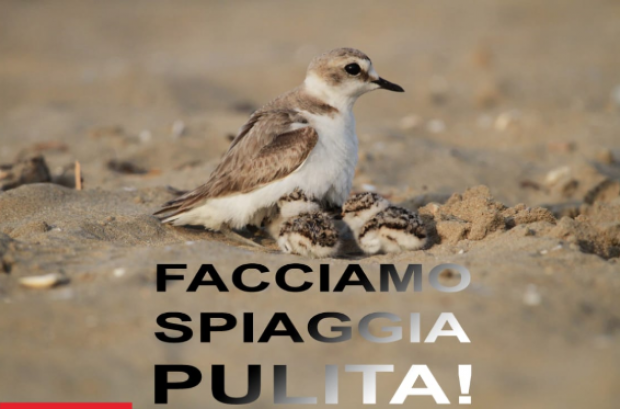 fratino sulla spiaggia