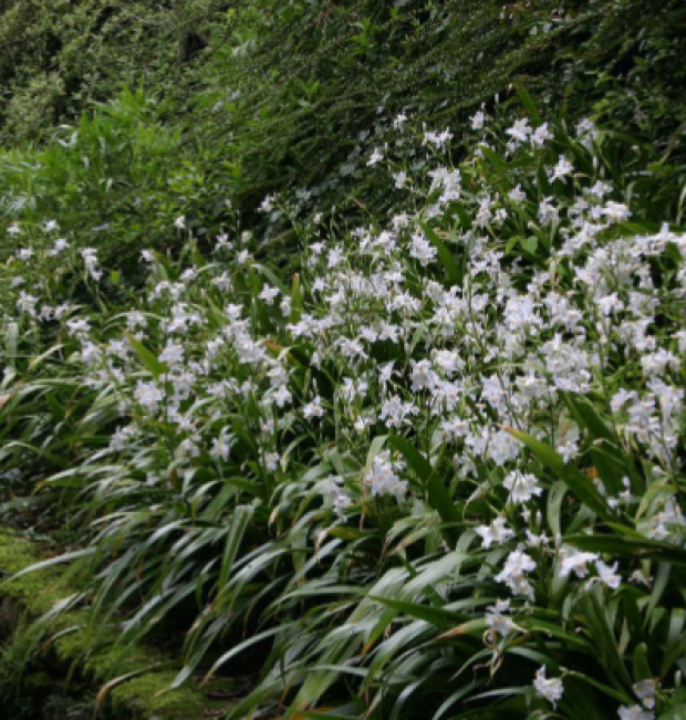 iris