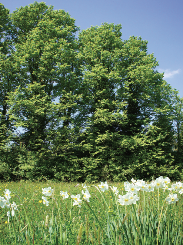 Bosco di Carpenedo