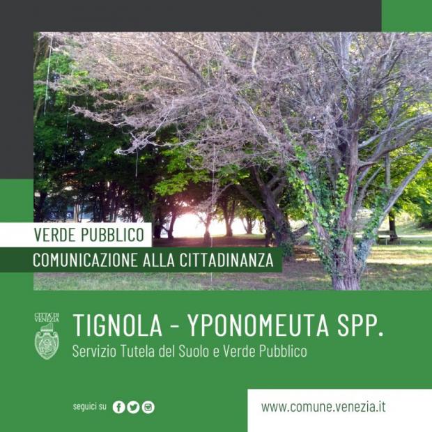 un albero infestato dalla tignola