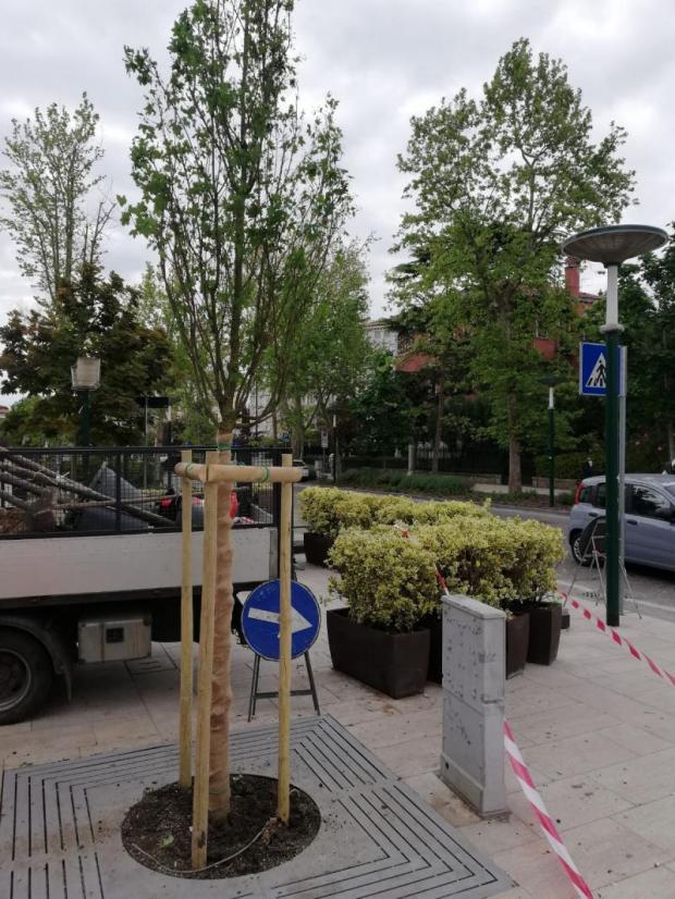 Alberi