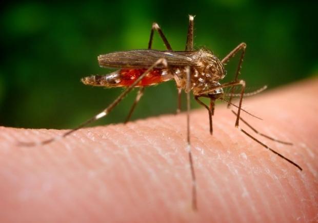 West Nile