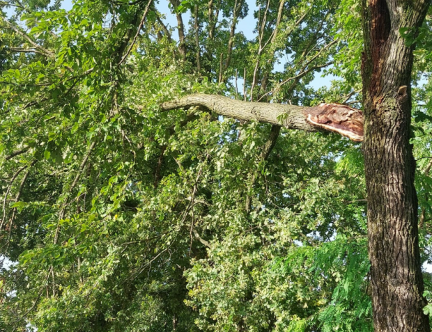 Albero caduto