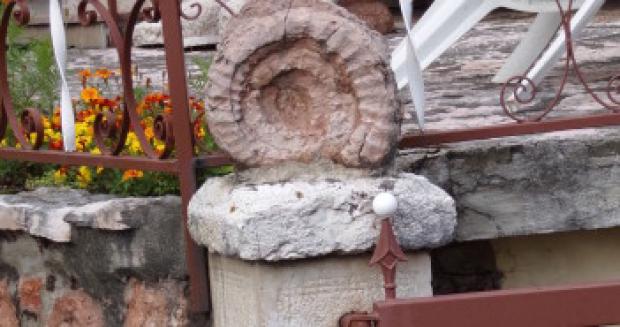 ammonite immagine di un'ammonite
