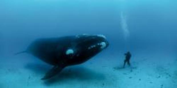 tuffi nel blu