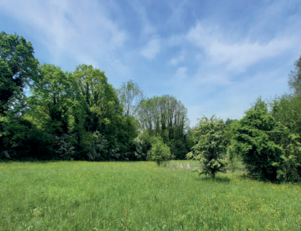 Bosco di Carpenedo