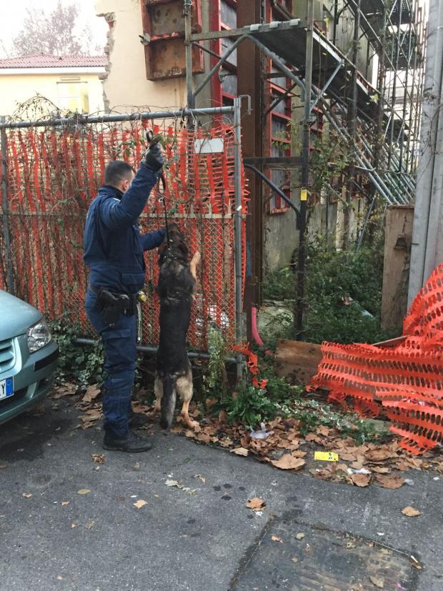 Cane antidroga