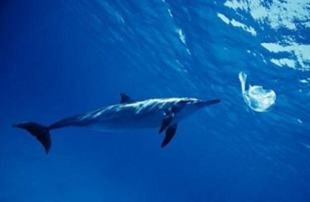 delfino in mare con sacchetto di plastica delfino in mare con sacchetto di plastica