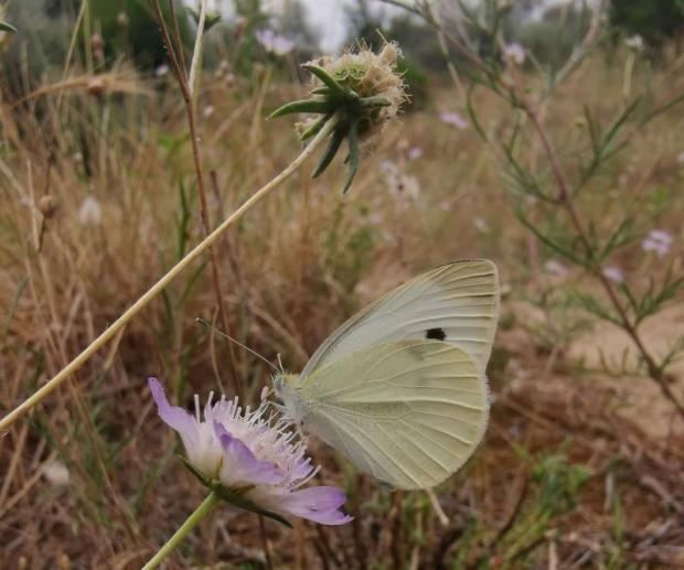 immagine biodiversità Alberoni immagine biodiversità Alberoni