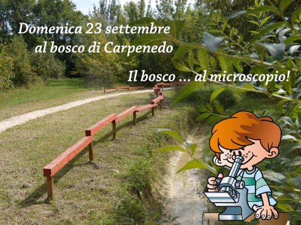 foto bosco