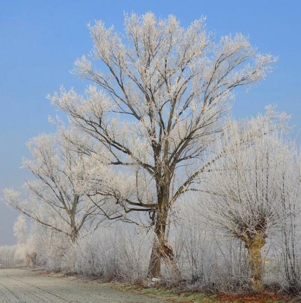galaverna su un albero