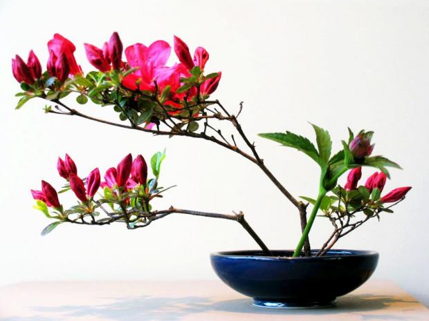 immagine vaso fiore reciso tecnica ikebana immagine Ikebana