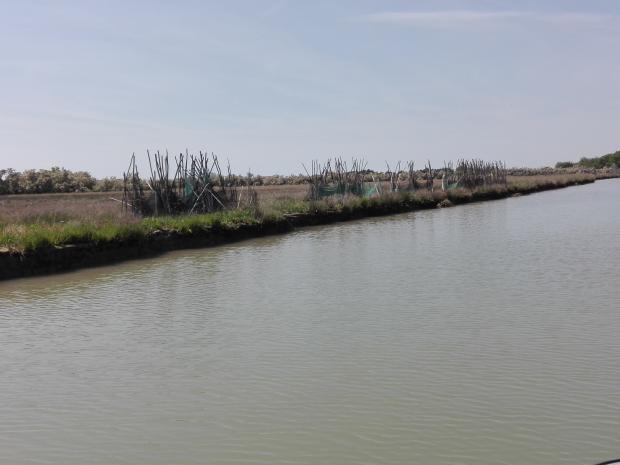 Progetto LIFE VIMINE barene della laguna di Venezia Progetto LIFE VIMINE barene della laguna di Venezia
