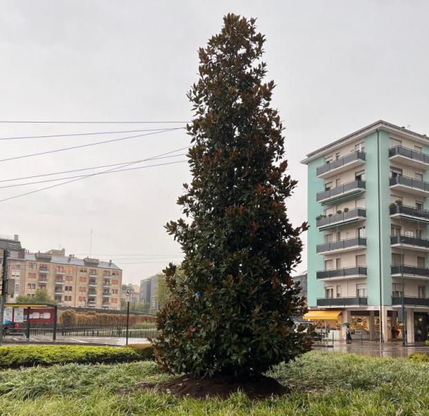 Magnolia in piazza Cialdini