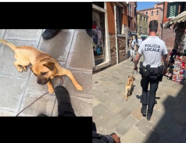 Mendicanti con animali