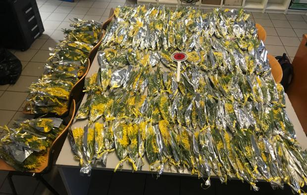 Mazzi di mimose