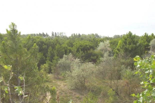 foto della pineta degli Alberoni foto della pineta degli Alberoni
