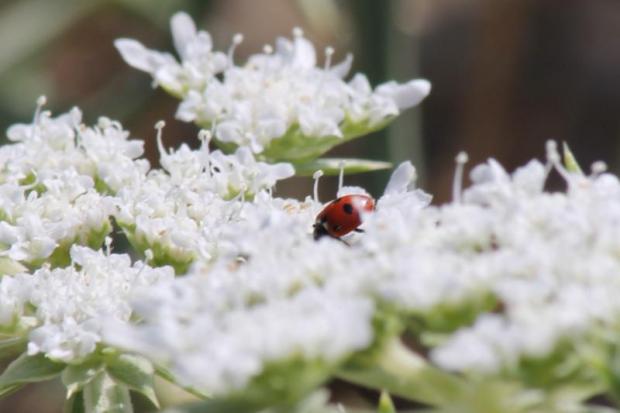 Primissimo piano di fiori bianchi tra i quali c'è una coccinella